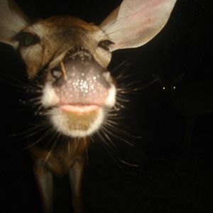 Meet your Posher, Alan